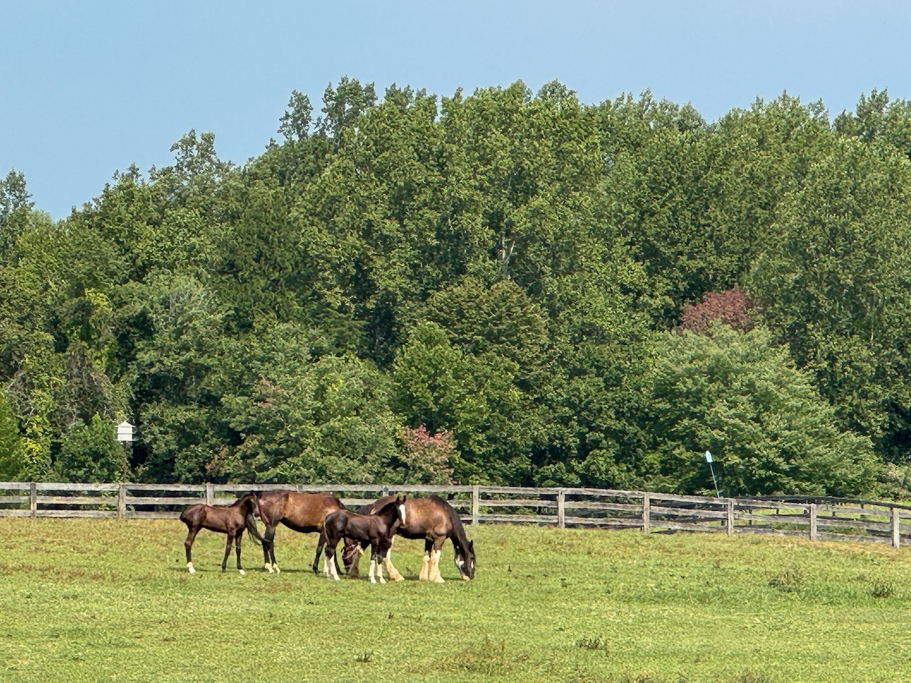 Mares and foals grazing